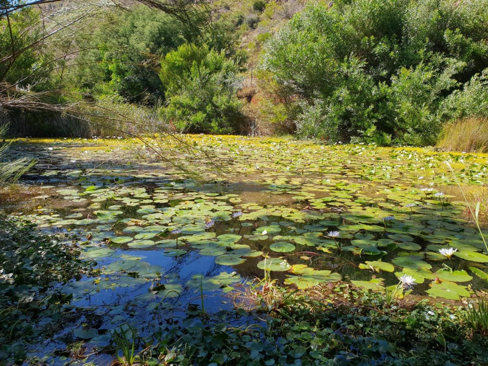 La Ferme Guest Farm - Hot Tubs Villa Franschhoek Kültér fotó